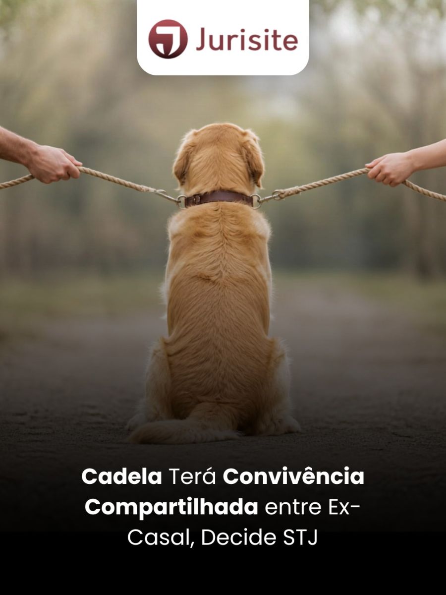 Cadela Terá Convivência Compartilhada entre Ex-Casal, Decide STJ