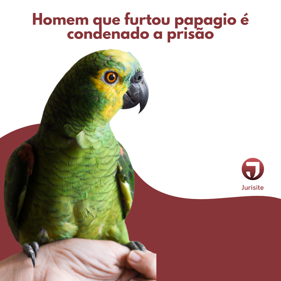 Homem que furtou papagaio é condenado a prisão