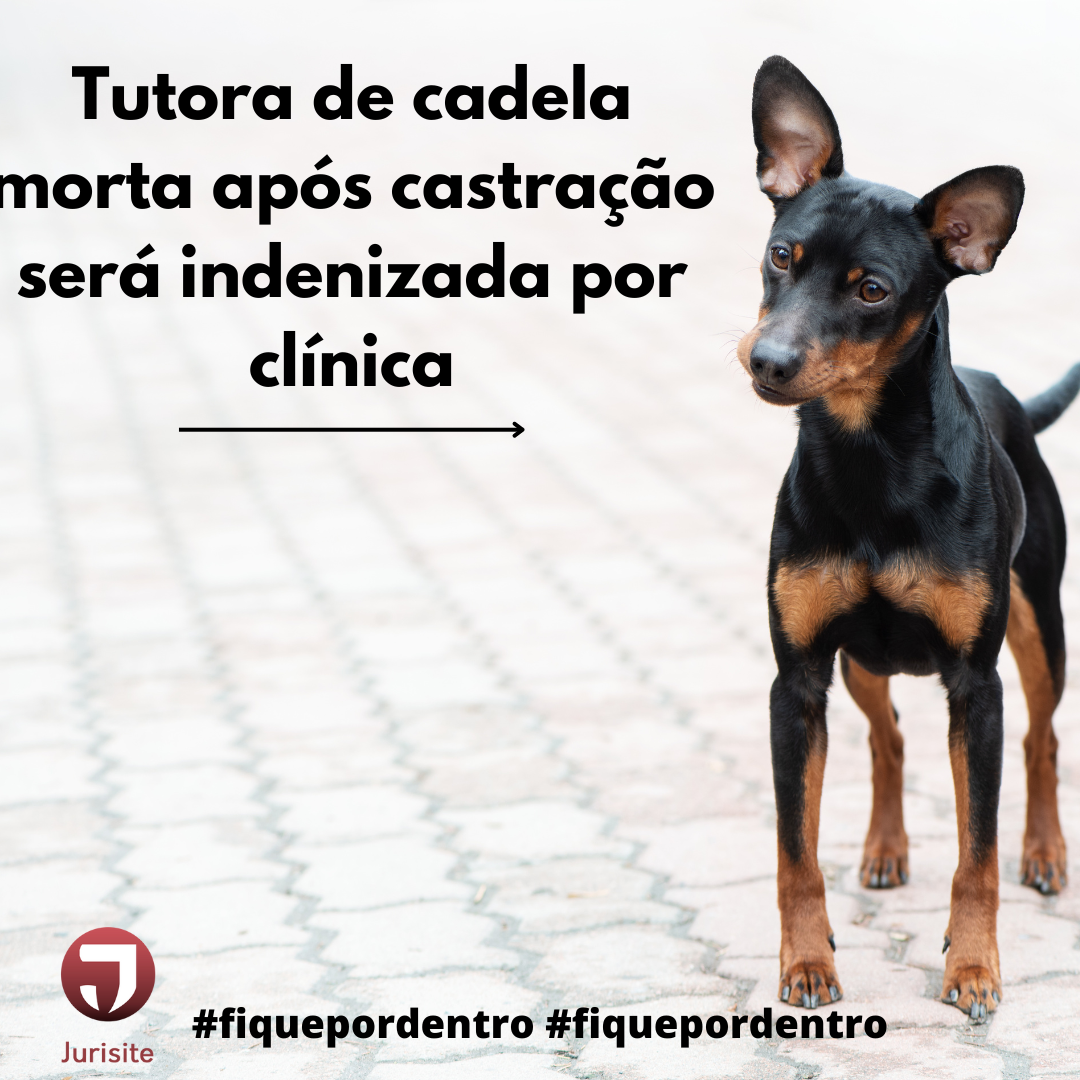 Tutora de cadela morta após castração será indenizada por clínica