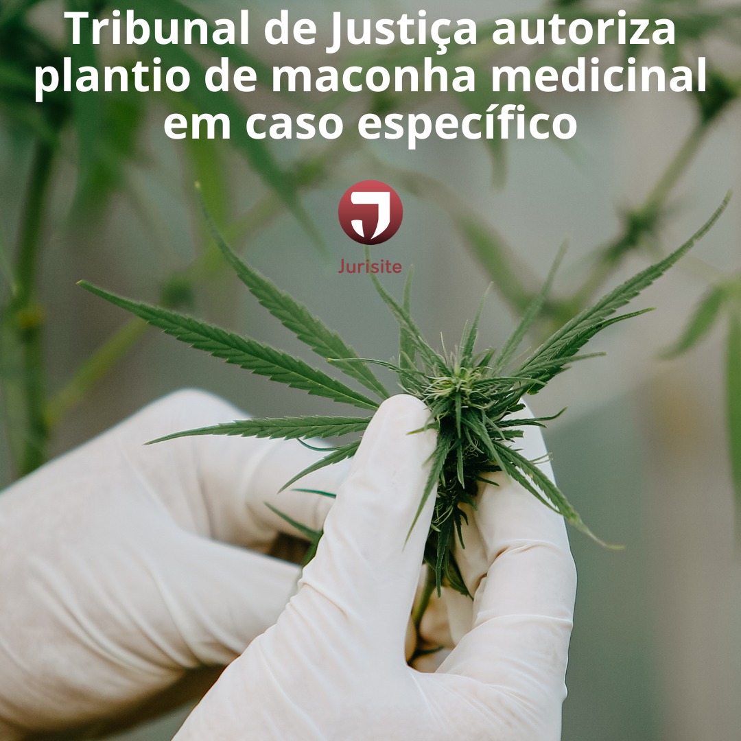 Tribunal de Justiça autoriza plantio de maconha medicinal em caso específico